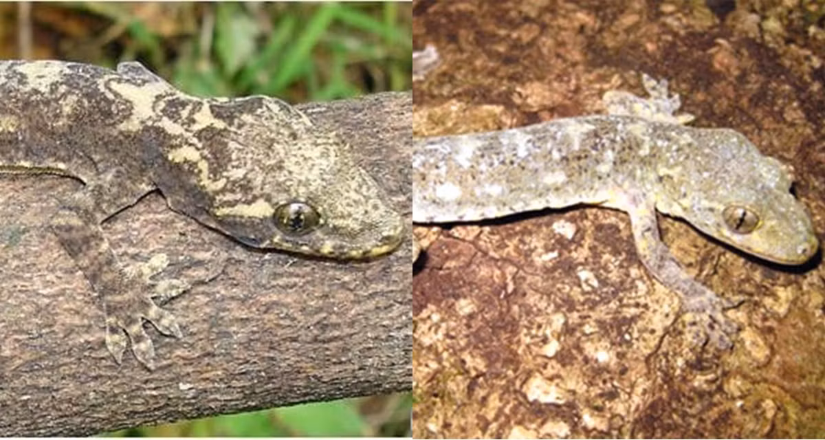 Một nhóm nghiên cứu mới đây đã cảnh báo rằng loài tắc kè cảnh sẽ phải đối mặt với tác động mạnh từ hoạt động của con người và biến đổi khí hậu trong tương lai, đề xuất cần thực hiện các biện pháp bảo tồn để bảo vệ quần thể và môi trường sống của chúng. 