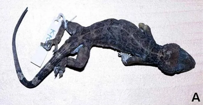 Tắc kè cảnh có những đặc điểm nhận dạng độc đáo và chưa có nghiên cứu chi tiết về loài này từ khi được phát hiện.