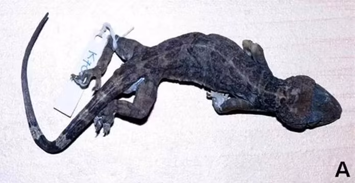 Tắc kè cảnh có những đặc điểm nhận dạng độc đáo và chưa có nghiên cứu chi tiết về loài này từ khi được phát hiện.