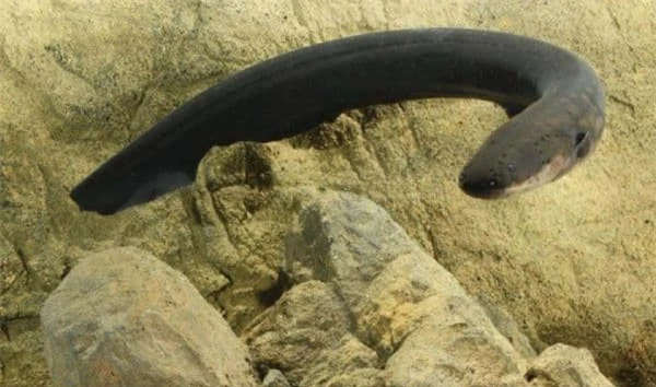 6. Lươn Điện: Loài này có thể phát ra điện áp lên đến 800 volt, gọi là "đường dây điện cao thế", gây chết người trong vòng 6 mét.