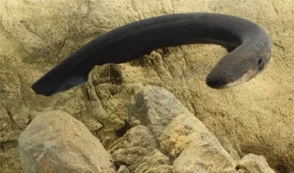 6. Lươn Điện: Loài này có thể phát ra điện áp lên đến 800 volt, gọi là "đường dây điện cao thế", gây chết người trong vòng 6 mét.