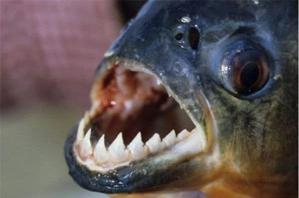 3. Cá Piranha: Cá piranha là loài cá khát máu, chỉ cần một giọt máu rơi xuống nước cũng đủ khiến chúng tấn công phát điên. Hàm răng tam giác của chúng có thể gặm sạch da và thịt của con mồi.
