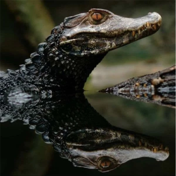 5. Cá Sấu Caiman Đen: Được coi là loài săn mồi lớn nhất trong hệ sinh thái Amazon, có khả năng lẻn vào lãnh thổ của người khác mà không được phát hiện.