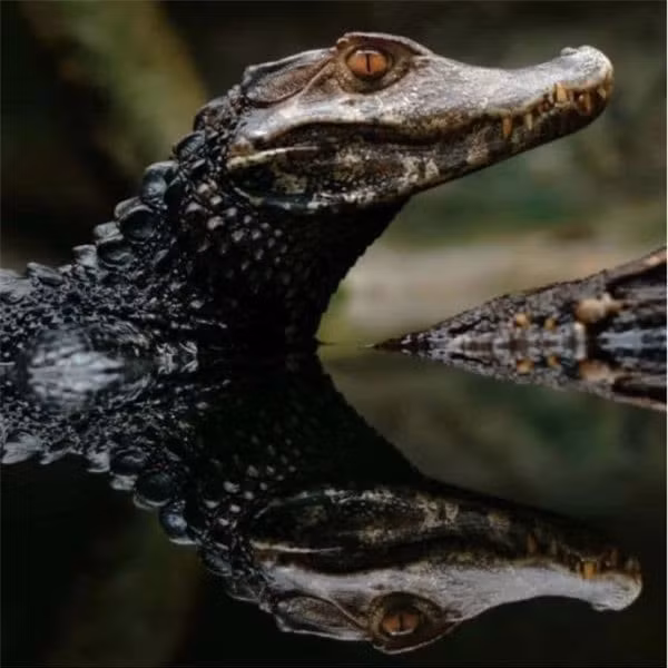 5. Cá Sấu Caiman Đen: Được coi là loài săn mồi lớn nhất trong hệ sinh thái Amazon, có khả năng lẻn vào lãnh thổ của người khác mà không được phát hiện.