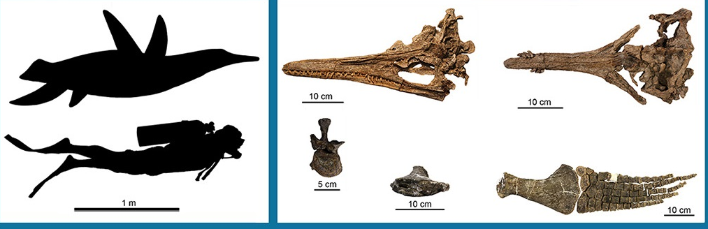 Kích thước của loài này khoảng 2,3 - 2,6 m, khá nhỏ so với các loài thằn lằn đầu rắn khác.