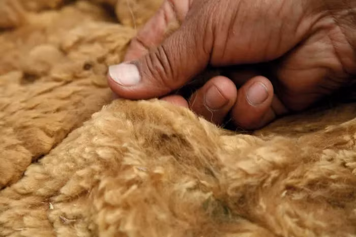 Lịch sử của lạc đà Vicuña cũng đầy bi thương khi nó từng bị săn giết với tần suất cao để thu hoạch lông, dẫn đến tình trạng suy giảm dân số. Tuy nhiên, nhờ các biện pháp bảo tồn như thiết lập khu bảo tồn và cấm buôn bán lông ra nước ngoài, dân số lạc đà Vicuña đã tăng trở lại và trở thành nguồn sống mới cho các nông dân Peru.