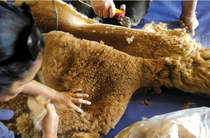 Tính quý hiếm của lông lạc đà Vicuña càng được nâng cao bởi tốc độ mọc chậm của nó và giá trị vượt trội so với các loại vải khác.