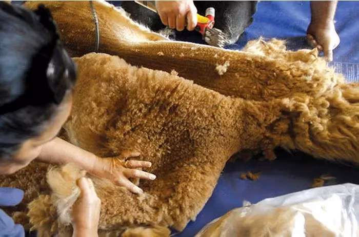 Tính quý hiếm của lông lạc đà Vicuña càng được nâng cao bởi tốc độ mọc chậm của nó và giá trị vượt trội so với các loại vải khác.