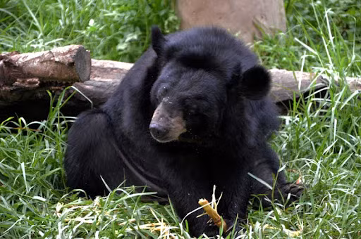 Nhật Bản có hai loài gấu là gấu ngựa và gấu nâu sống. Gấu ngựa luôn sống trong rừng và thường trốn tránh con người.