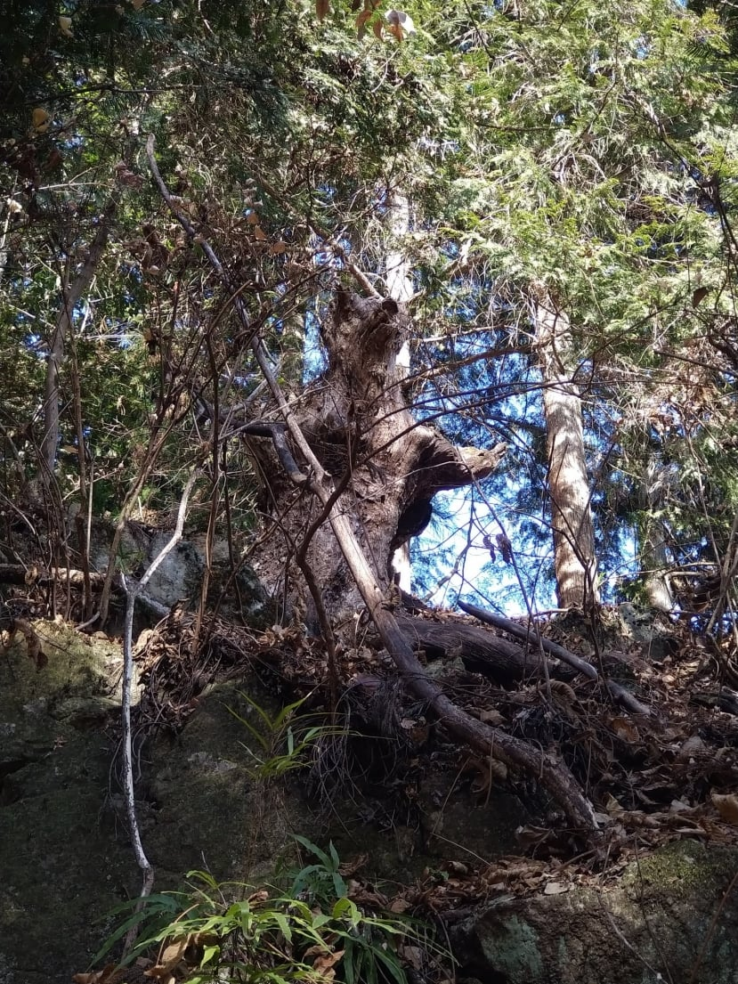 Ban đầu, anh ta cho rằng tính mạng của mình đang gặp nguy hiểm và suýt chạy trốn. Nhưng sau khi nhìn kỹ hơn, anh nhận ra rằng đó chỉ là một gốc cây bình thường, nhưng có hình dáng giống gấu hoang do vỏ cây xù xì và các dây leo xung quanh.