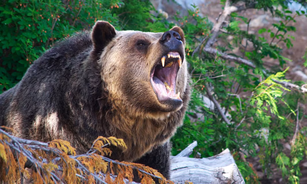 Hình ảnh mà anh chia sẻ cho thấy một gốc cây với hình dáng giống gấu, với hai cánh tay dang rộng, tạo ra ấn tượng nhầm lẫn.