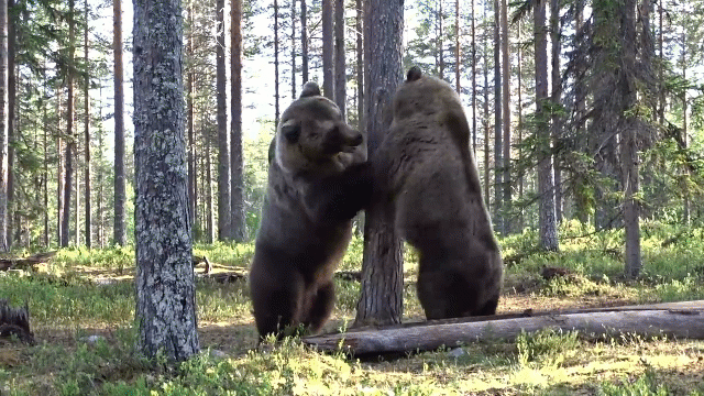 Tuy sự việc chỉ là một hiểu lầm đơn giản, bài đăng của người đàn ông đã thu hút sự chú ý lớn trên mạng xã hội với hàng triệu lượt xem và hàng trăm bình luận. Cư dân mạng thích thú với sự trùng hợp giữa hình dáng của cây và một con gấu thực sự.