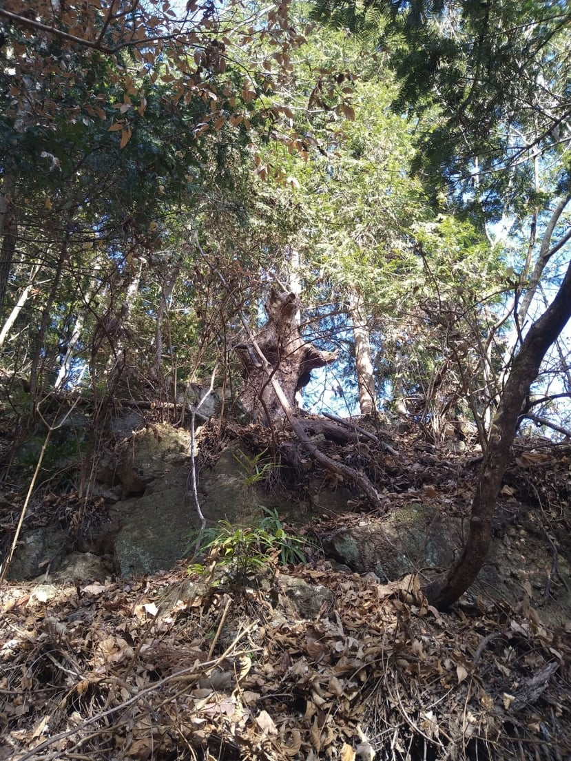 Người đàn ông, có tên tài khoản @w_piyo_w trên Twitter, chia sẻ rằng trong khi leo núi ở dãy núi Chichibu, anh đã gặp một con gấu đang đe dọa từ trên núi.