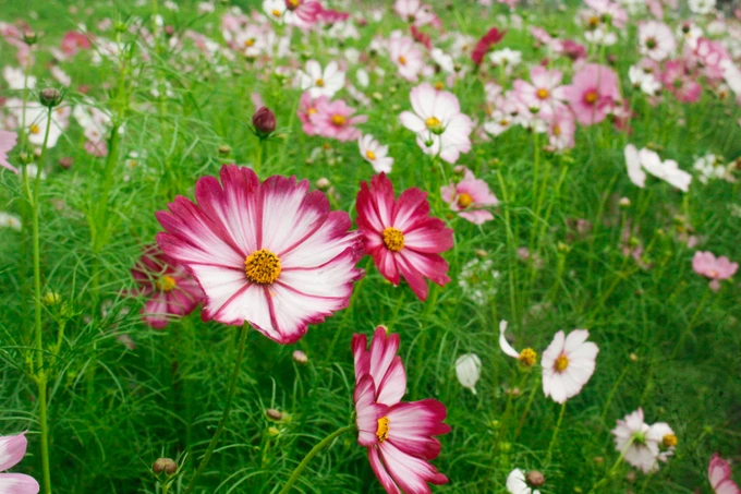 Check-in vuon hoa ruc ro “Di ve noi co gio” o Quang Ngai-Hinh-5