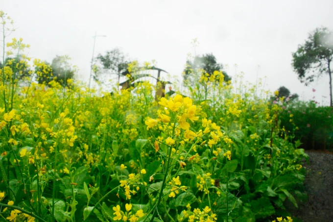 Check-in vuon hoa ruc ro “Di ve noi co gio” o Quang Ngai-Hinh-7