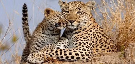 Một nghiên cứu mới nhất cho thấy, báo, loài thú nhanh nhất trên cạn đang dần tuyệt chủng do bị mất sinh cảnh nghiêm trọng.