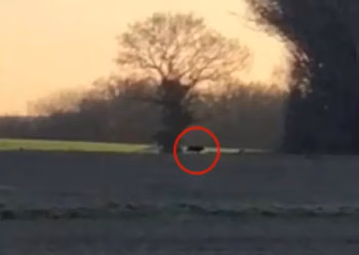 Becky Clarke đã sử dụng iPhone của mình để quay lại khoảnh khắc đặc biệt này, mặc dù cô suýt bỏ lỡ cơ hội khi quên bấm nút quay video.