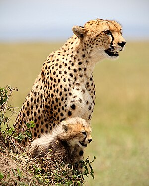 Sinh vật này được cho là sống tự do, sinh sản và săn mồi trong khu vực nông thôn.