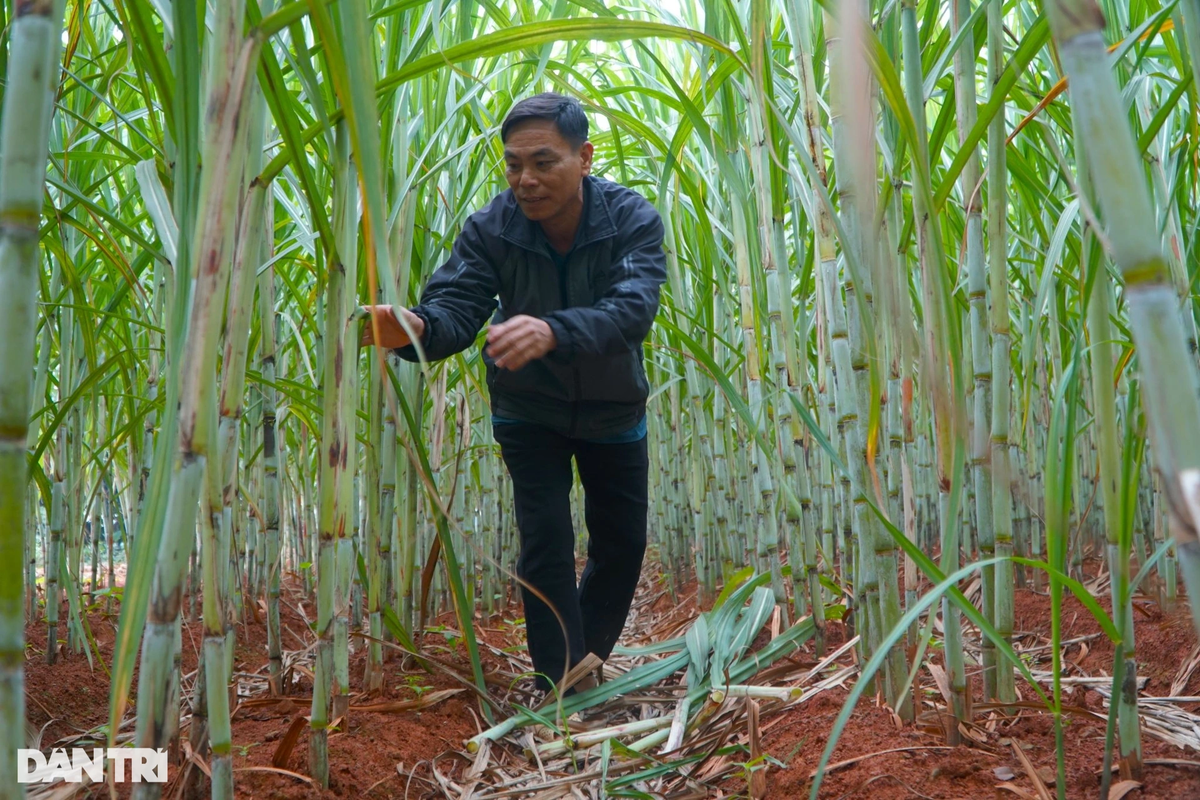 Theo ông Vinh, nghề sản xuất mật mía được làm quanh năm, tuy nhiên dịp cuối năm, người dân địa phương làm nhiều hơn. Bắt đầu từ tháng 9 âm lịch, các lò nấu mía ở địa phương hối hả vào vụ. Năm nay giá mía tăng cao (1,2-1,3 triệu đồng/tấn) nên ông Vinh lo lắng vụ Tết thu nhập không như kỳ vọng