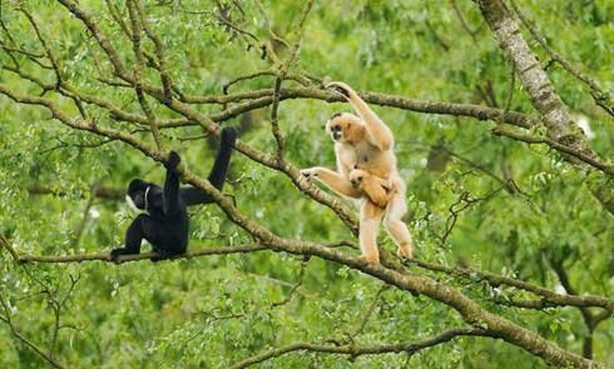 Đây là một trong bốn loài vượn quý hiếm tìm thấy ở Việt Nam, theo tổ chức Fauna &amp; Flora International.