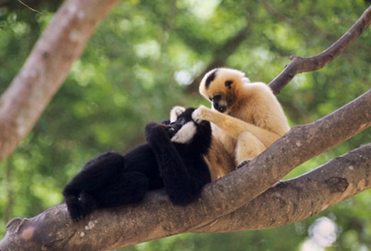 Tên "Cao Vít" xuất phát từ tiếng gọi của loài vượn khi chúng bảo vệ lãnh thổ bằng tiếng hót.