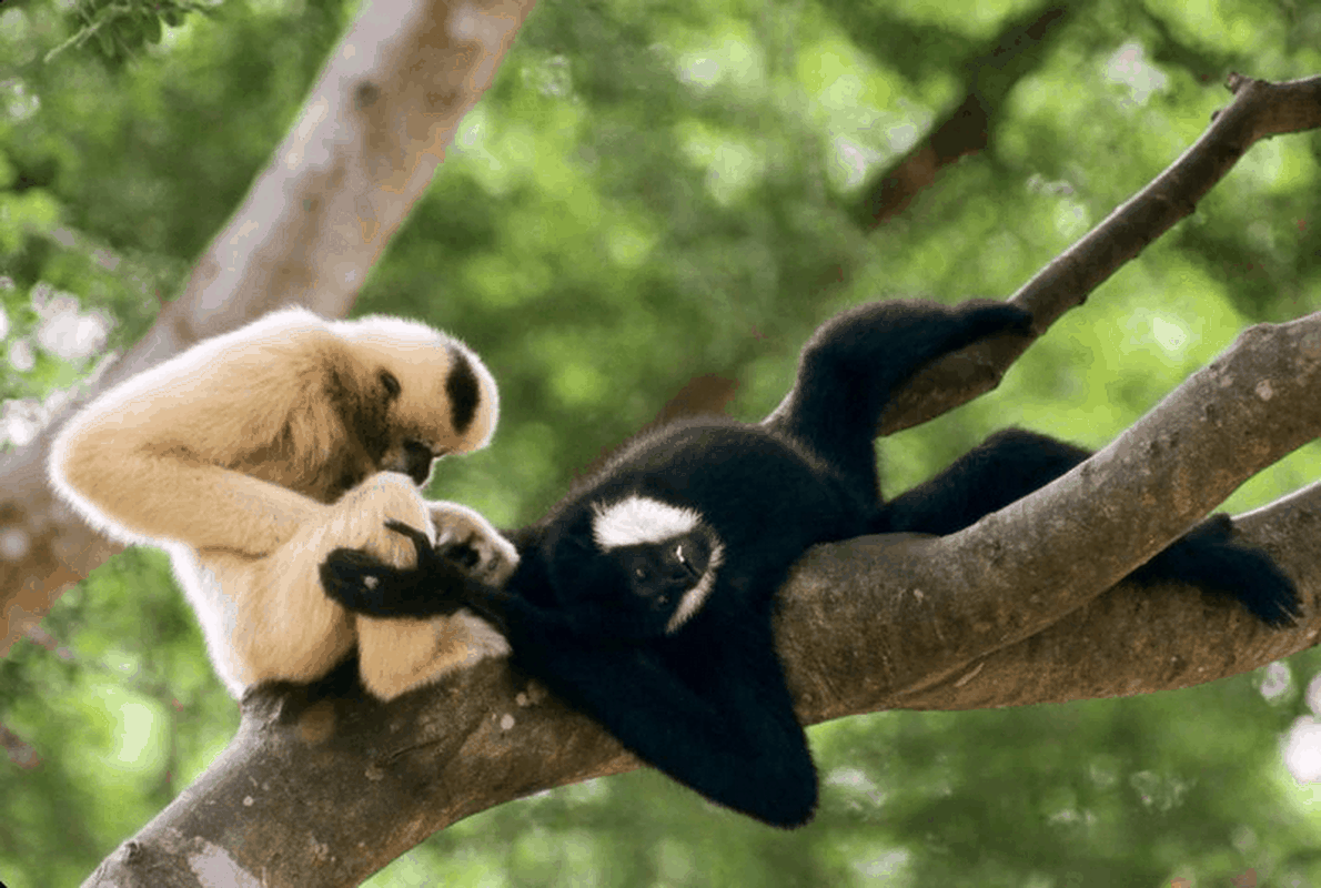 Fauna &amp; Flora đã nỗ lực bảo vệ và tăng số lượng vượn Cao Vít, cùng với việc phối hợp với chính quyền cả Việt Nam và Trung Quốc. Năm 2012, hai quốc gia này đã ký thỏa thuận để bảo tồn môi trường sống của loài linh trưởng này.