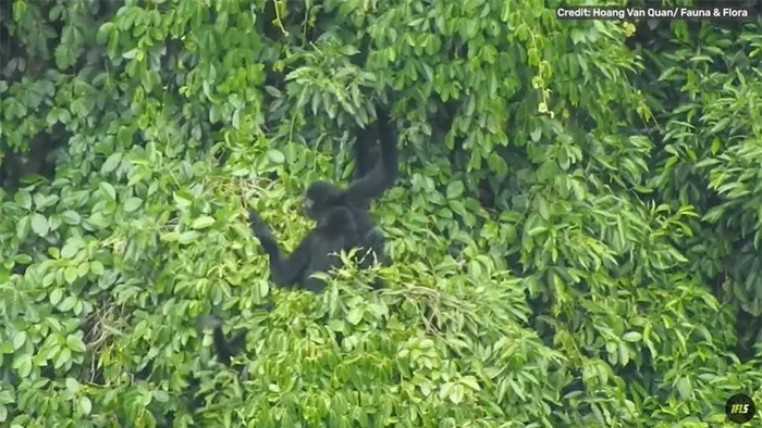 Vượn Cao Vít, còn được biết đến là vượn mào đen phương Đông, từng được coi là đã tuyệt chủng cho đến khi nó được phát hiện lại vào năm 2002 ở khu rừng biên giới với Trung Quốc.