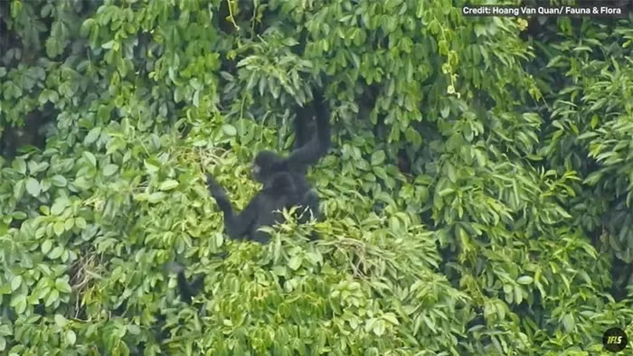 Vượn Cao Vít, còn được biết đến là vượn mào đen phương Đông, từng được coi là đã tuyệt chủng cho đến khi nó được phát hiện lại vào năm 2002 ở khu rừng biên giới với Trung Quốc.