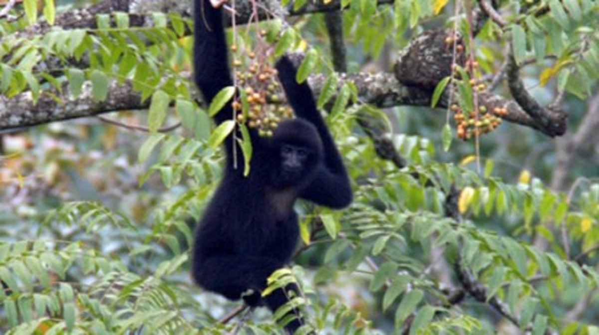  Loài vượn quý hiếm này chỉ còn khoảng 135 cá thể trong tự nhiên và nằm trong danh sách loài cực kỳ nguy cấp của IUCN.