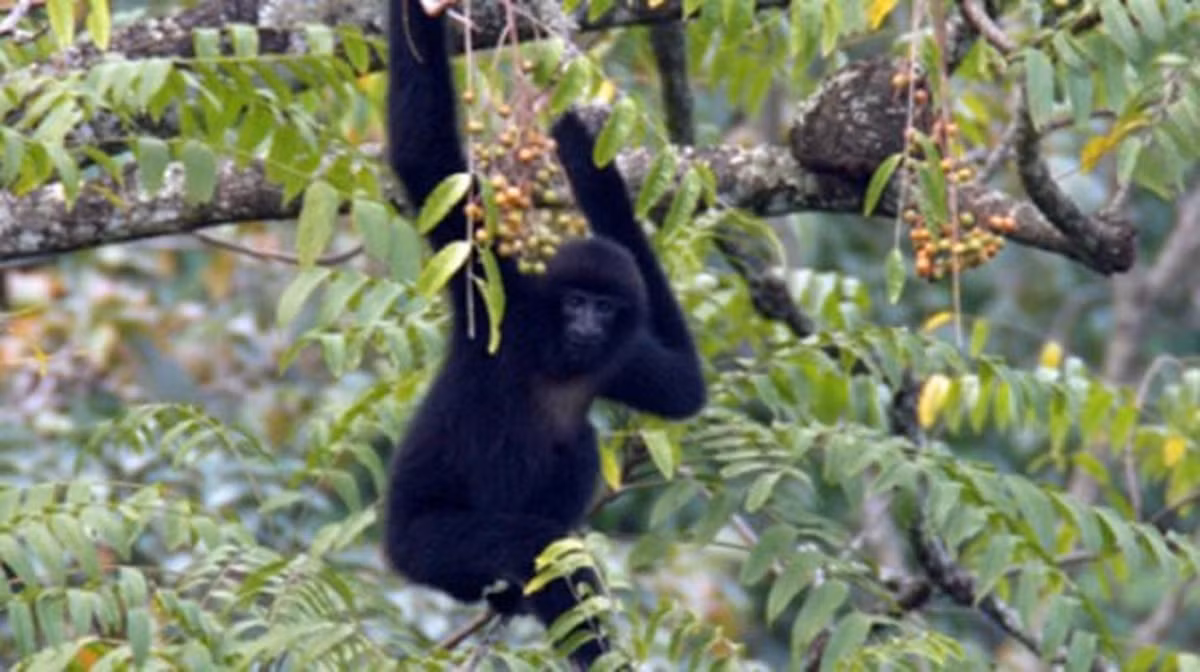  Loài vượn quý hiếm này chỉ còn khoảng 135 cá thể trong tự nhiên và nằm trong danh sách loài cực kỳ nguy cấp của IUCN.