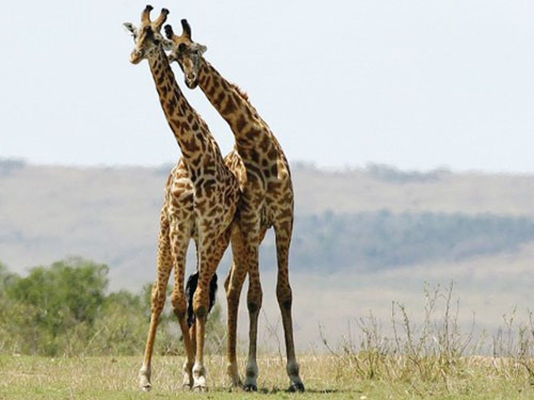 4. Hươu cao cổ: Là một trong những loài động vật có cách ân ái dị nhất Trái đất, những anh chàng to lớn nhưng lại khá vụng về này thường thực hiện một động tác khơi gợi là dùng mũi thúc vào mông của bạn tình cho đến khi cô nàng hươu cao cổ tiết nước tiểu.