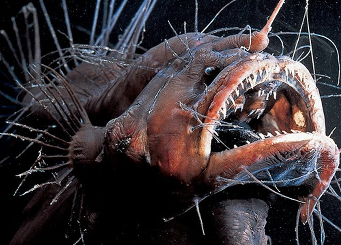 5. Cá quỷ: Được xem là loài cá xấu xí nhất, quanh năm sống dưới đáy đại dương nên thực chất nhu cầu giao phối của chúng cũng đơn giản, cốt yếu là duy trì nòi giống.