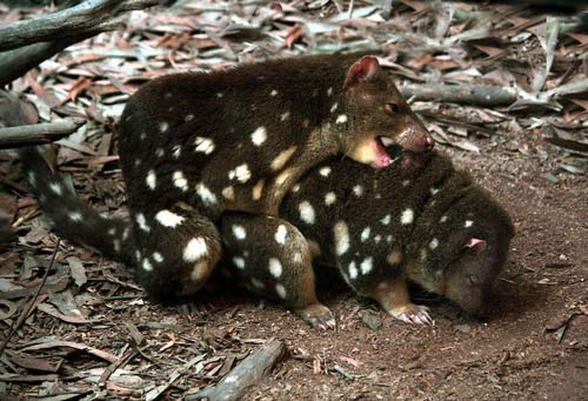 1. Loài cầy túi bình thường là loài động vật hiền lành nhưng cách thức giao phối của chúng được cho là rất bạo lực. Con đực lần theo con cái bằng mùi nước tiểu. Nếu cả hai sẵn sàng, con đực sẽ lên lưng con cái và ghì chặt lưng bằng việc ôm chặt cổ con cái.