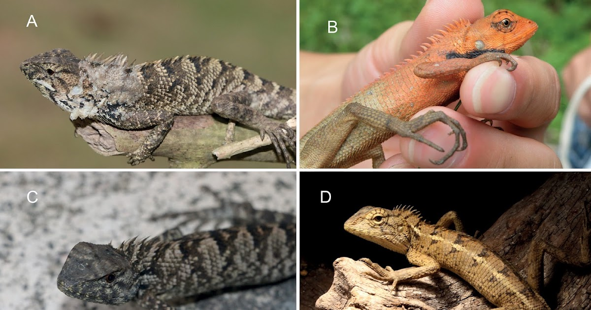 Nhóm nghiên cứu cho rằng, loài mới và các phân loài đang đối mặt với nguy cơ bị đe dọa, vì vậy cần có biện pháp đảm bảo môi trường sống để bảo vệ chúng.