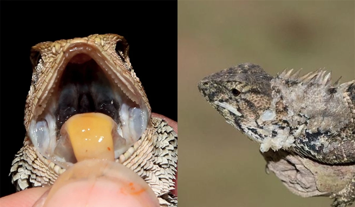 Nhóm nghiên cứu dẫn đầu bởi Yong Huang, phát hiện ra rằng đây là một quần thể mới thuộc phức hợp loài Calotes versicolor.