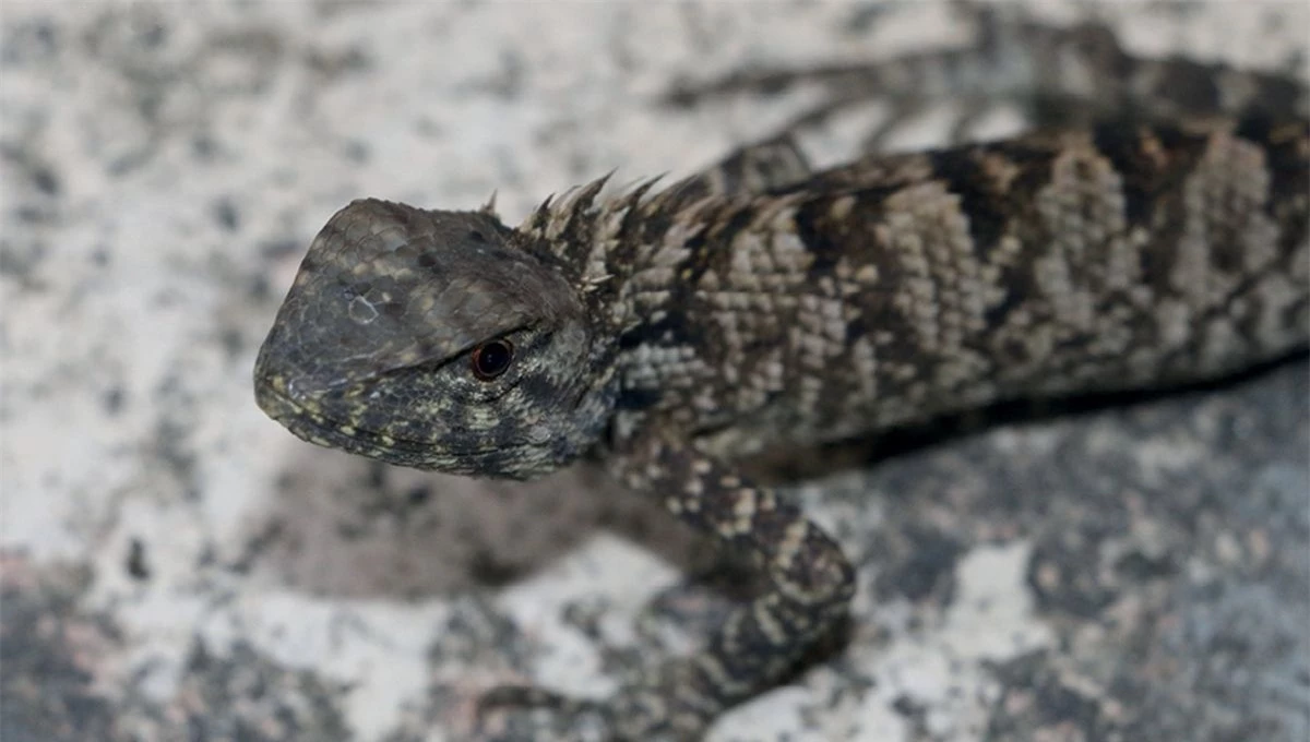 Thằn lằn vườn Wang được tìm thấy ở các khu rừng lá rộng thường xanh cận nhiệt đới ở miền Nam Trung Quốc và miền Bắc Việt Nam.