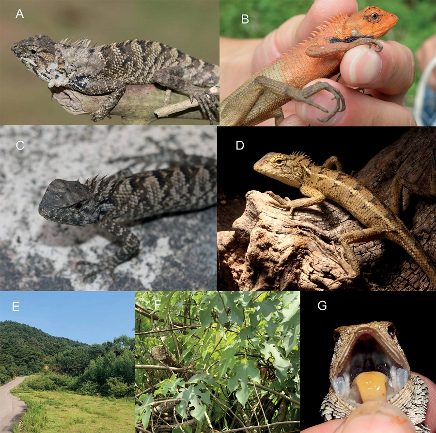 Loài kỳ nhông mới này bao gồm hai phân loài, cùng được đặt tên theo Giáo sư Yuezhao Wang.