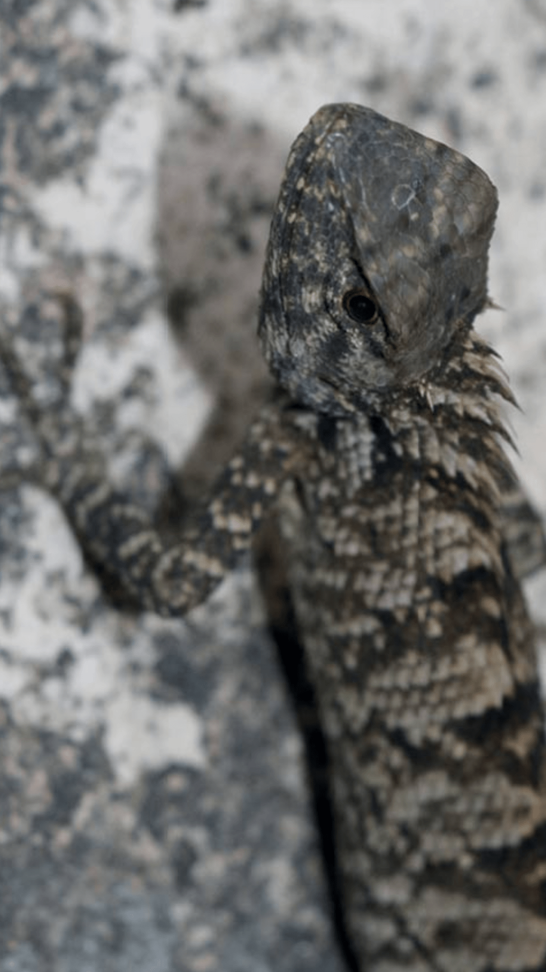 Một đặc điểm phân biệt chính là chiếc lưỡi màu cam sáng, được sử dụng để ăn côn trùng, nhện và động vật chân đốt khác.