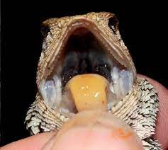 Loài này hoạt động ở vùng núi, đồi và đồng bằng ven rừng, đất canh tác và thậm chí cả vành đai xanh đô thị.