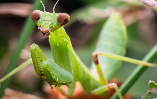 Hành vi ăn thịt con đực không chỉ xuất hiện ở loài bọ ngựa mà còn ở nhiều loài khác như nhện, rết và cóc.