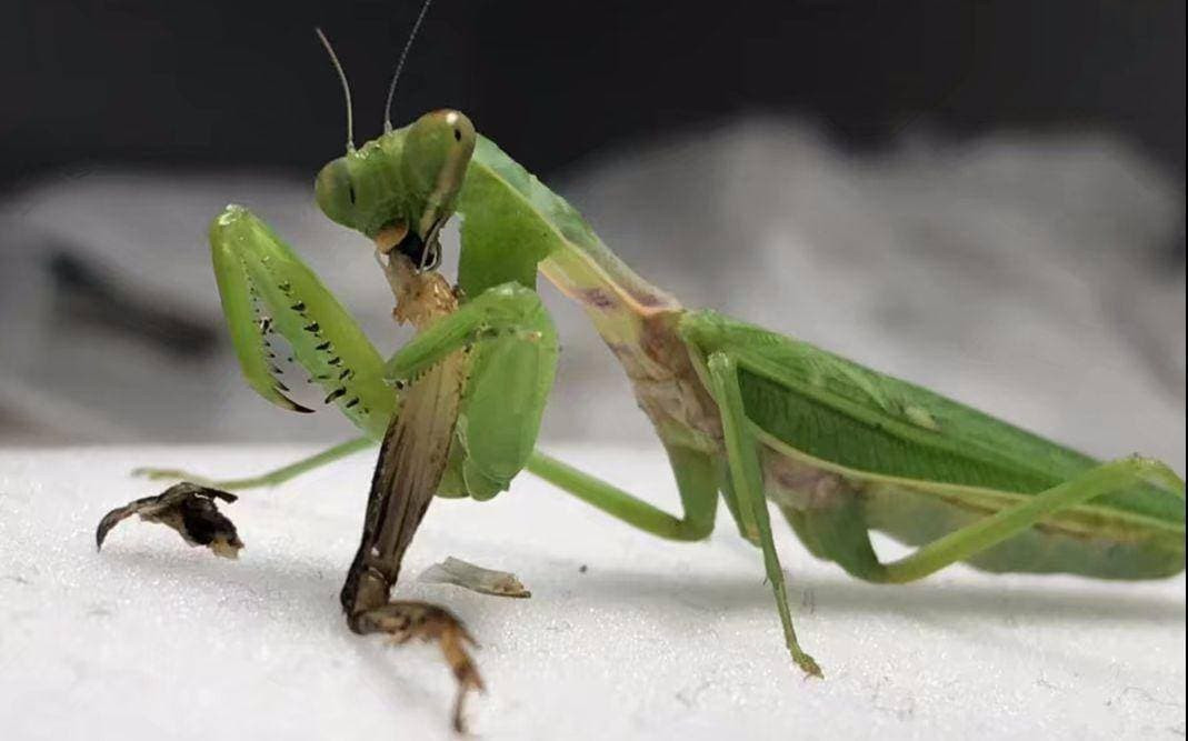 Sự hy sinh của con bọ ngựa đực có thể đóng vai trò quan trọng trong việc duy trì sự đa dạng di truyền, cải thiện khả năng phục hồi và thích ứng của quần thể với biến đổi môi trường.