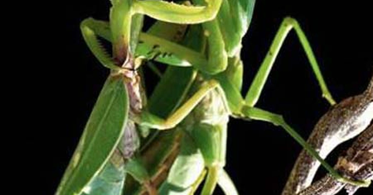 Khi bọ ngựa đực bị cám dỗ, bọ ngựa cái không chỉ quan tâm đến việc giao phối mà còn coi đối tác là nguồn dinh dưỡng cho bản thân và con cái trong tương lai.