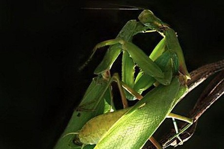Bọ ngựa cái tiết pheromone để thu hút bọ ngựa đực trong mùa sinh sản.