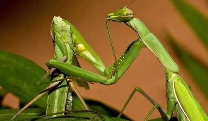 Theo đó, nghiên cứu mới đã chỉ ra, bọ ngựa cái thực hiện hành vi này không chỉ vì đói mà còn vì nhu cầu dinh dưỡng cao để sinh sản.