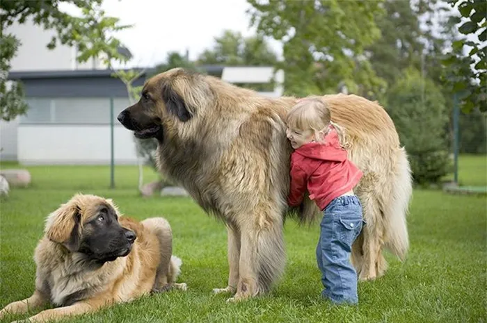Tại thị trường Việt Nam, Leonberger là loài chó đặc biệt, không phổ biến và thường xuất hiện ở TP. Hồ Chí Minh. Giá của mỗi con có thể lên đến trên 10.000 USD nếu có giấy tờ chứng minh xuất xứ và độ thuần chủng.