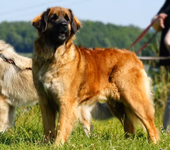 Leonberger được nhân giống vào giữa thế kỷ 19 tại Đức và nhanh chóng trở nên phổ biến nhờ sự quảng bá. Chúng thường được coi là biểu tượng của giai cấp thượng lưu.