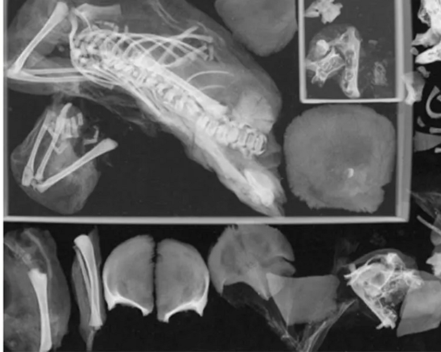 Phát hiện này góp phần giải mã về cuộc sống và cái chết trong thời cổ đại Ai Cập, đặc biệt còn làm nổi bật sự khắc nghiệt của các cuộc vượt cạn thời kỳ cổ đại, phụ nữ thường mang thai và sinh nở khi còn là thiếu nữ, khi cơ thể chưa phát triển đầy đủ, gây ra nhiều rủi ro.