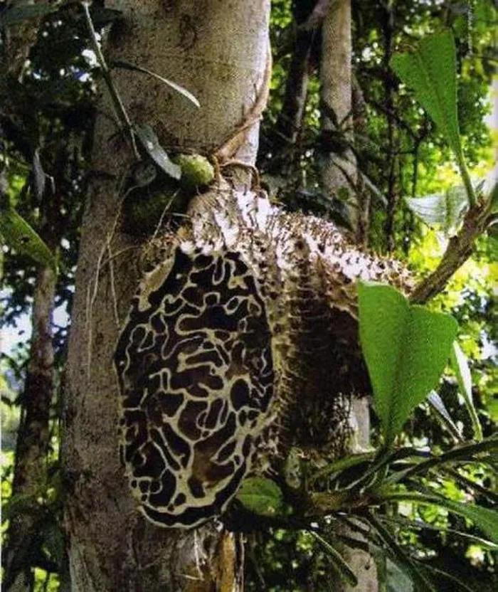 Loài cây này đã được đưa vào diện nguy cấp trong Sách Đỏ Việt Nam.