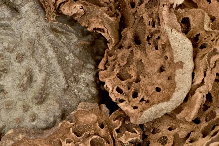 Cây tổ kiến có giá trị thuốc quý và đã được sử dụng trong y học dân gian ở Tây Nguyên.