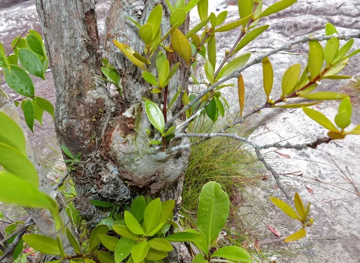 Cây này có thân phình lớn, bề ngoài sần sùi giống như một "khối u" trên thân cây chủ. Bên trong "khối u" này là hệ thống hang của kiến và ấu trùng kiến.